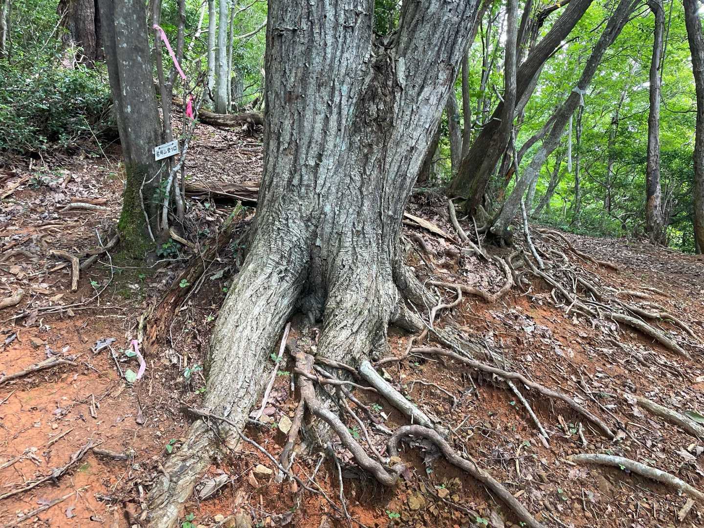 巻道が右に続いていますが、岩茸山は左に登ります⬅️