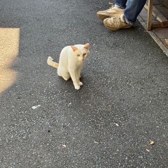 お迎えありがとう😊　ブルーの瞳がキレイだね