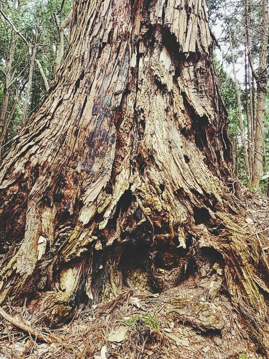 鷲子山上神社-鷲子山 往復コースの写真