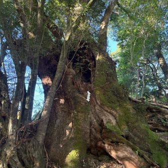巨木が奥にあるので見逃さないで