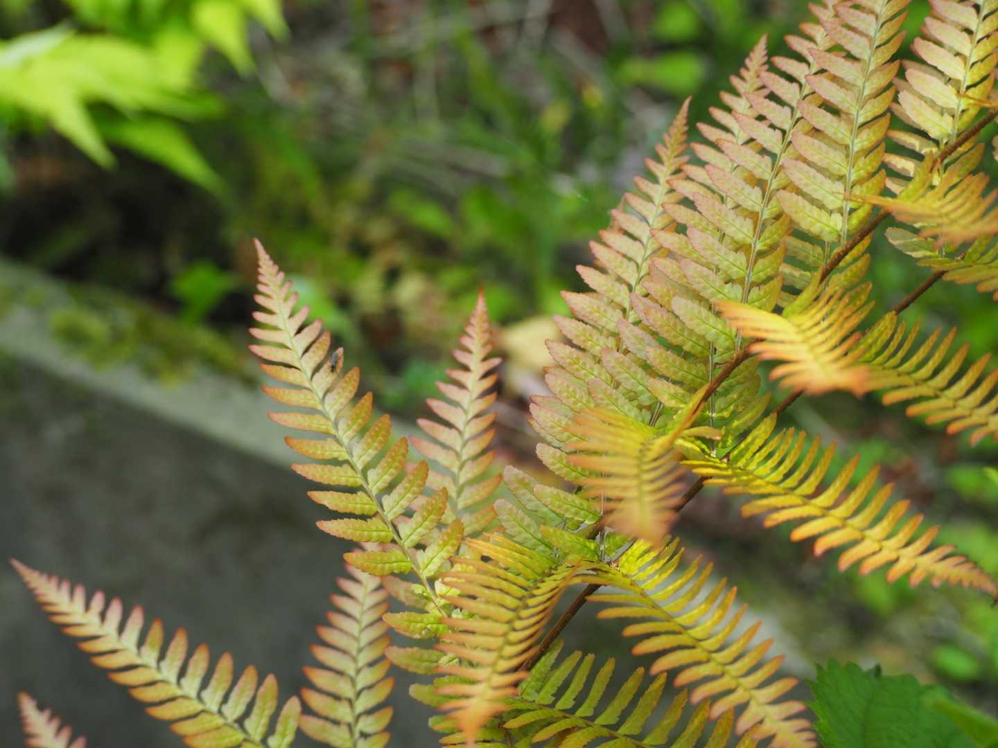 素敵な色合いのシダ🌿✨