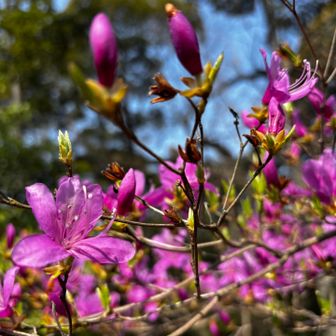 つつじも咲いてる🌺ていうか、早くないか⁉️