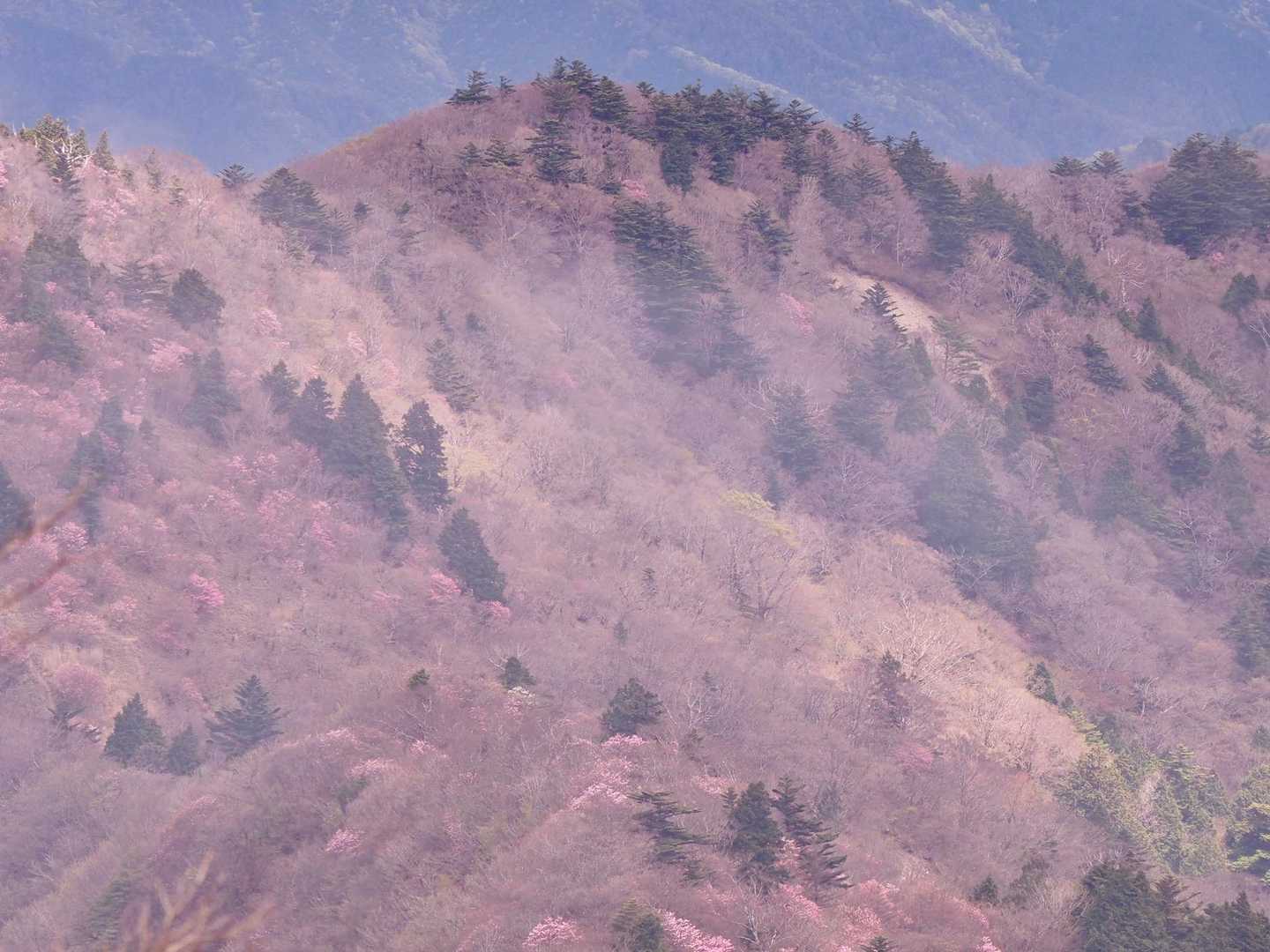 大永山トンネル口-大坂屋敷越-獅子舞の鼻-ちち山 往復コースの写真