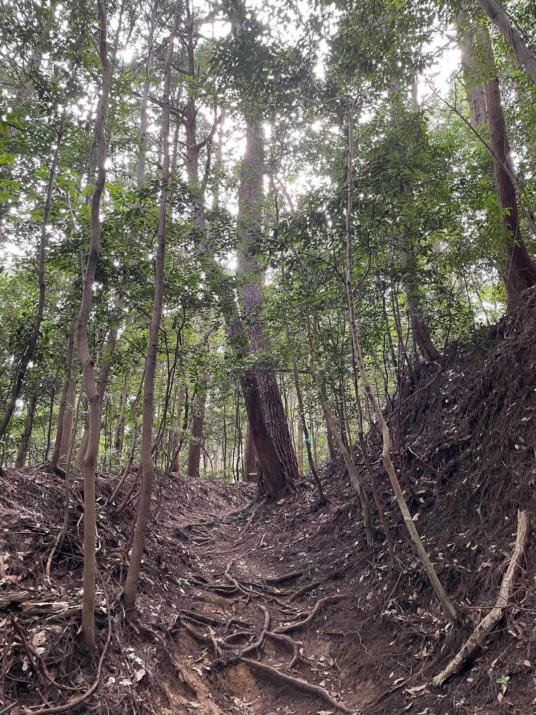 木の香りに包まれて深呼吸する🌲