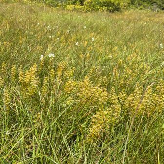 昨日教えてもらったから知ってる
花の名は「キンコウカ」

男に花の名を尋ねると返ってくるのはたいがいが、ウンチクだ
女性だと、どの時期にどこで出会えるのか、何かを愛でるような慈悲深い笑みで答えてくれる