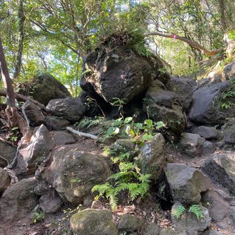 右にピンクテープが見えるが、左側の方が登り易い