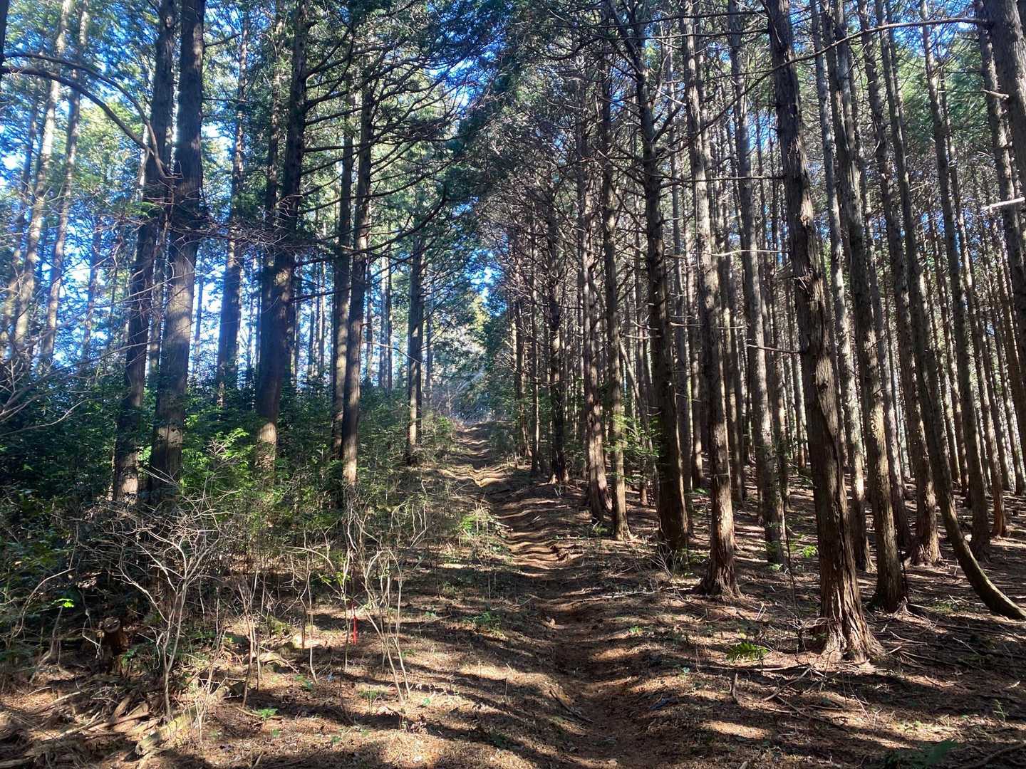 富幕山登山口-多利野山-狩宿山-黒松峠-下の浅間山-上の浅 往復コースの写真