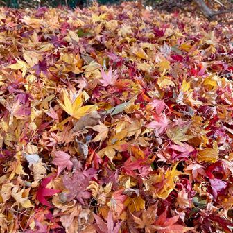 紅葉は終わって落葉🍂