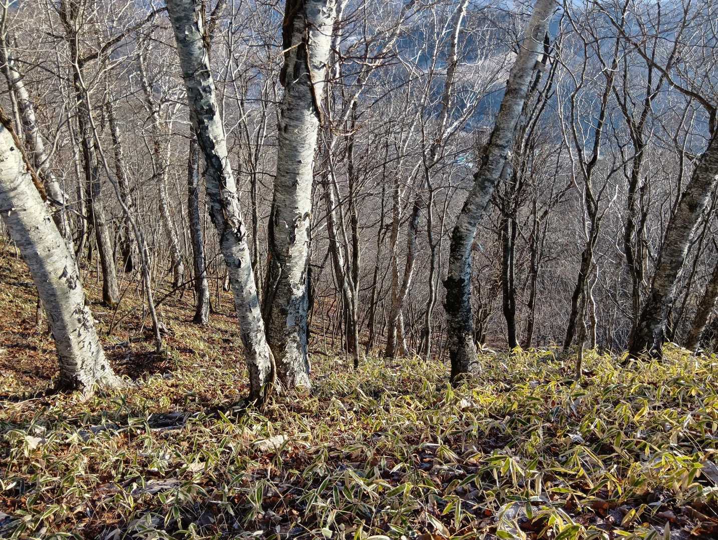 東尾根からの合流付近。写真じゃ分かりづらいが、下を見るとかなりの急登😱