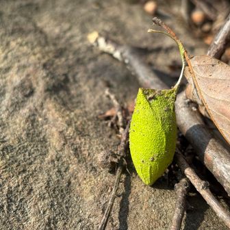 綺麗な色
成虫も派手なんでしょう
しらんけど