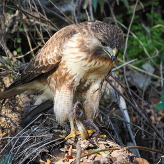 ちゃんと戻って蛇食べてた
引きちぎるためにびょーんって足長になるの可愛い🤣