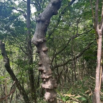 ベンチのところのブツブツの木