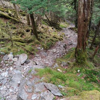 二ノ森から一ノ森に向かいますがなんかじめじめ苔むし原生林樹海ゾーンに、夏山ヘビ苦手母からダメ出しを喰らいしょうことなしに引き返すことにーーー

過去最高のぐだぐだ具合でほんま高松から片道３時間かけて来た意味…笑