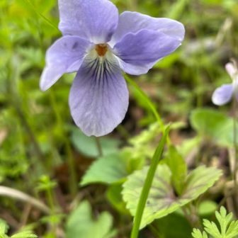 アカフタチツボスミレだわ🥀