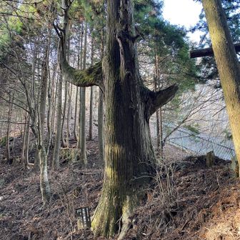 奥の院への登山口、天狗の腰掛け杉