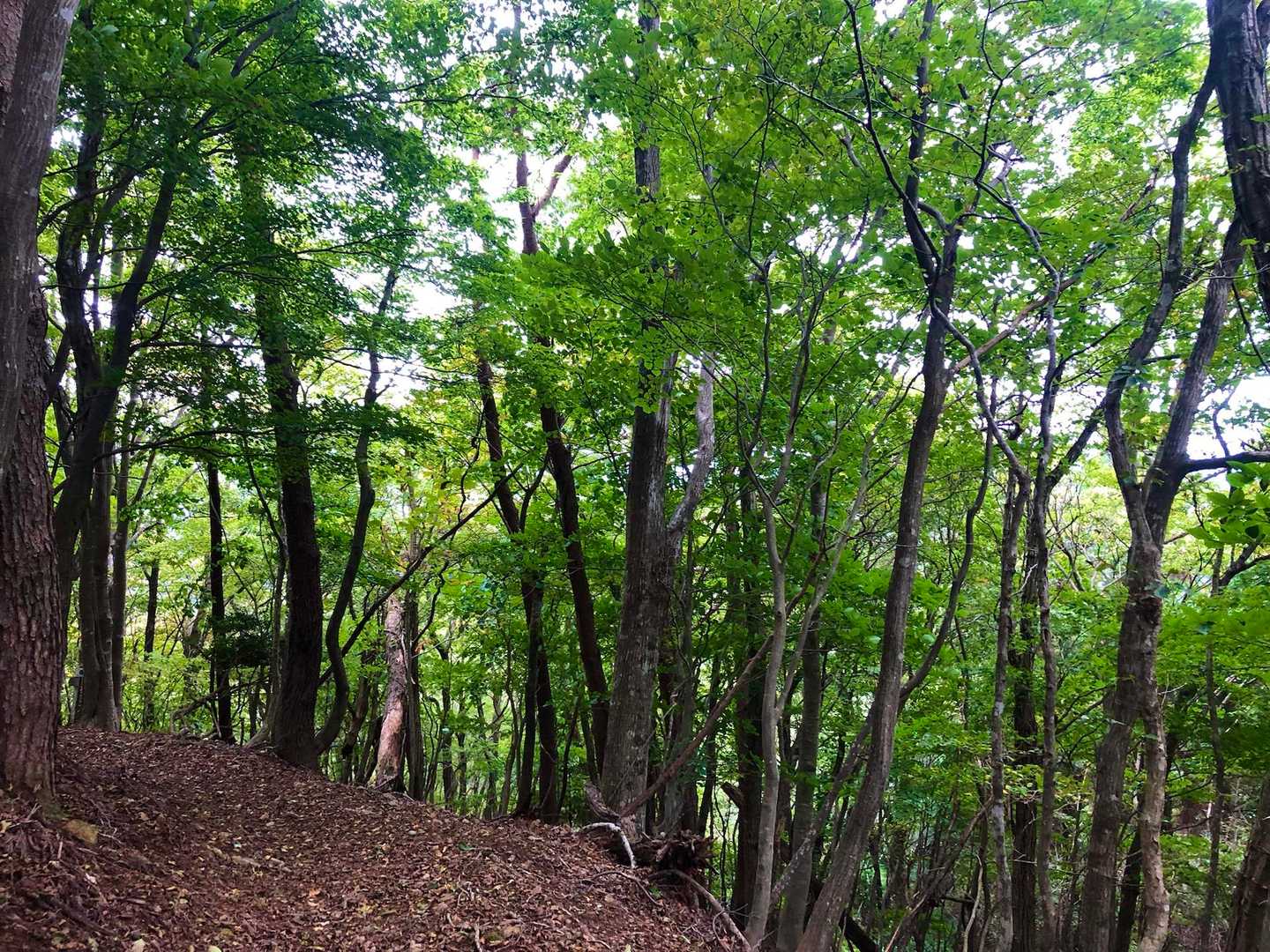 下山途中 緑🟢が綺麗✨