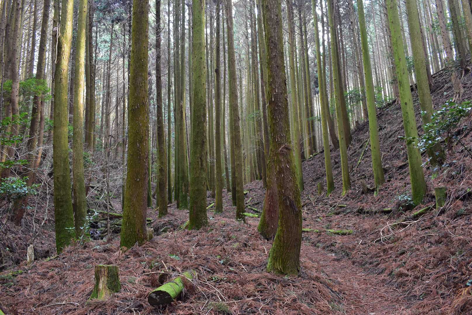 砥上岳 周回コースの写真
