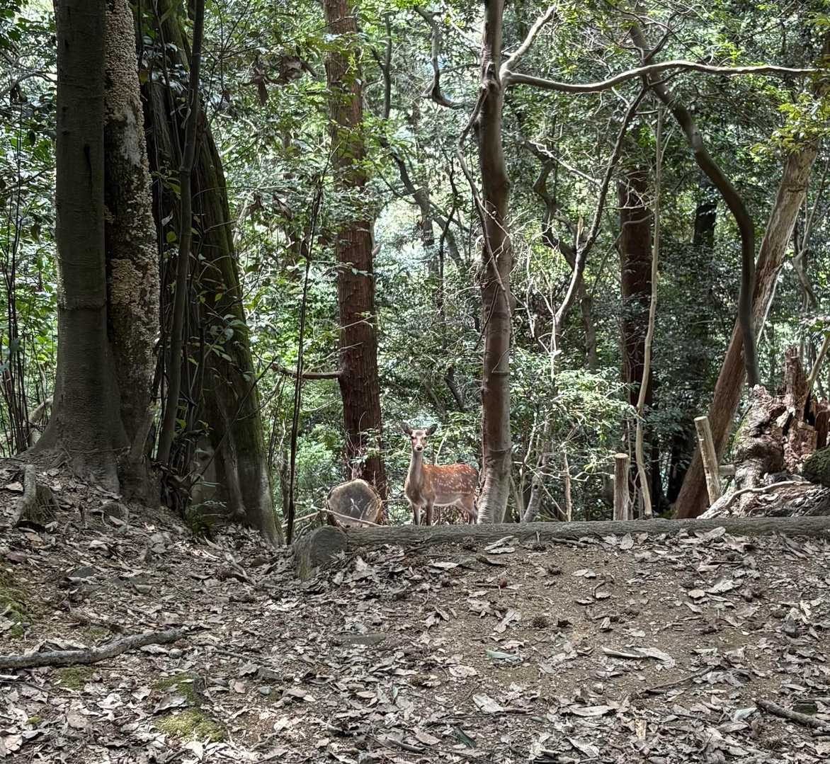 なんか視線を感じると思ったら…鹿🦌やん😊