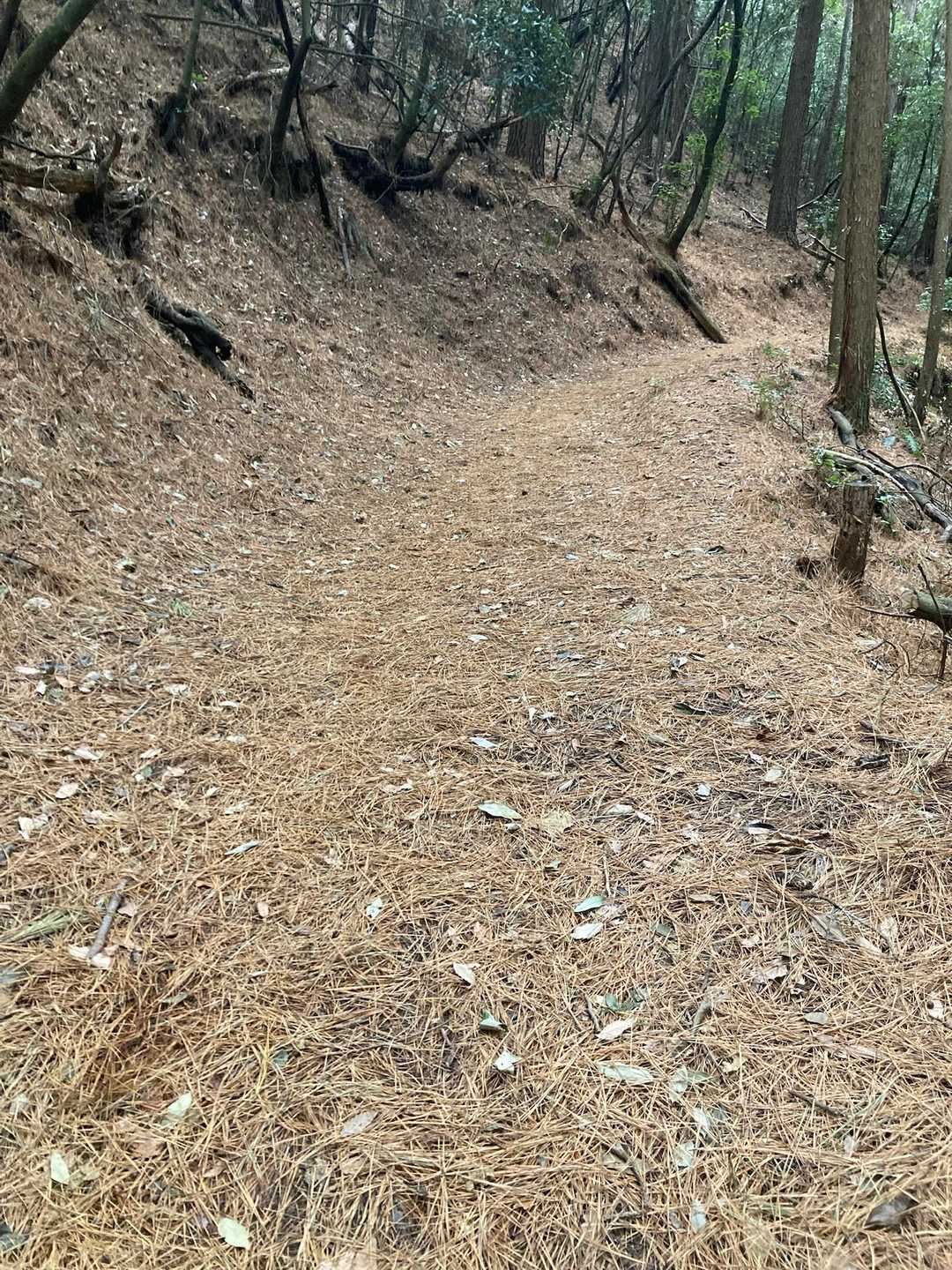 松の枯れ葉は脚に優しい☺️