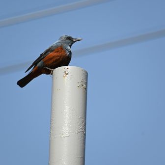 オオルリ？
いや、イソヒヨドリでした。