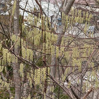 キブシがカーテンのよう