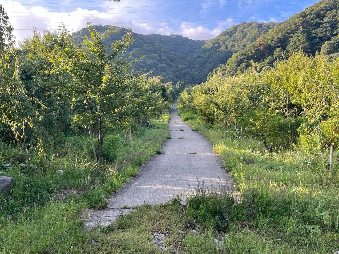 コンクリート道、長い。

ここにはかつて、勝原スキー場⛷️（2010年閉業）があって、そのゲレンデ跡です。