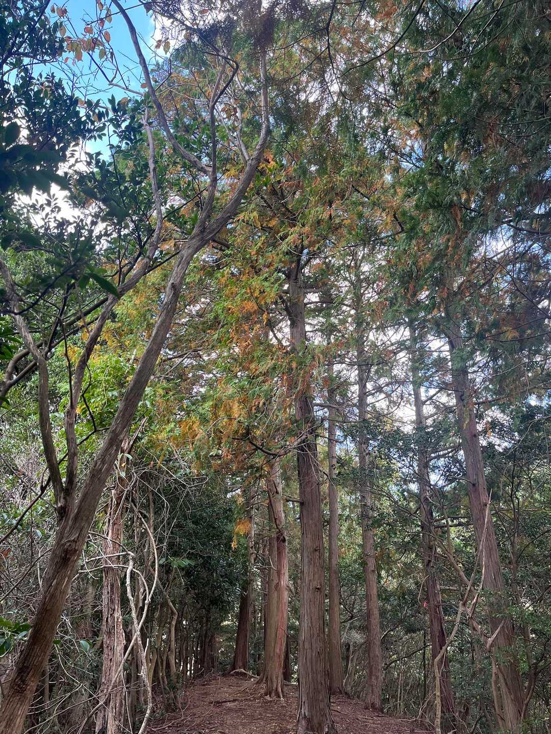三日月山 往復コースの写真
