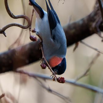 食事に夢中で近くで撮影させてもらえました😁