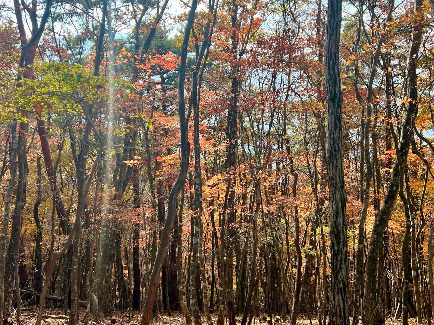 ここからは紅葉が見頃で、いい時期に来たなぁと思わせてくれました😊
