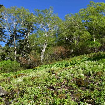 鬱蒼としている林間の登山道をしばらく歩くと、雪融け時期だからかびたびたに濡れた広い緩斜面に出る ─── 一面がコンロンソウの白とリュウキンカの黄のお花畑。