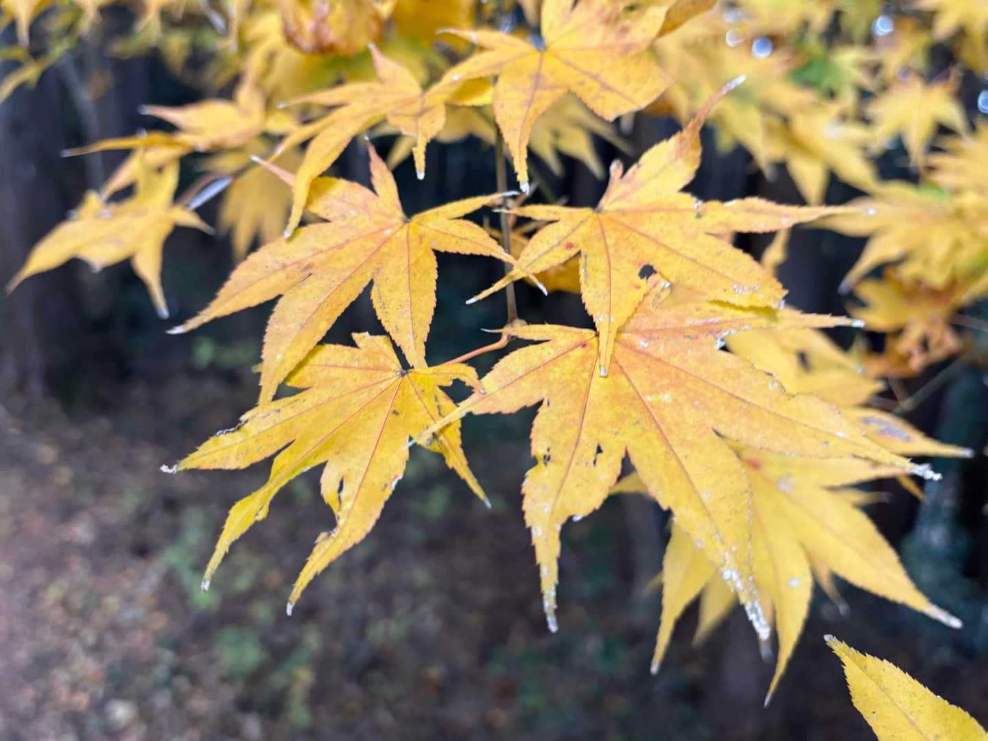 この山は赤じゃなくて黄色のもみじ