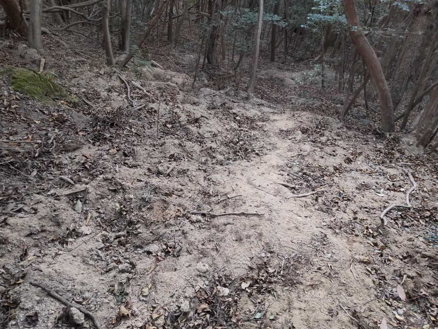 もこもこ道🐗