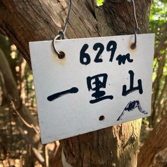 長峰コースへ
最初に少し展望あるが、あとはずっと杉林。
退屈だが、降り基調で道は広く歩き易い