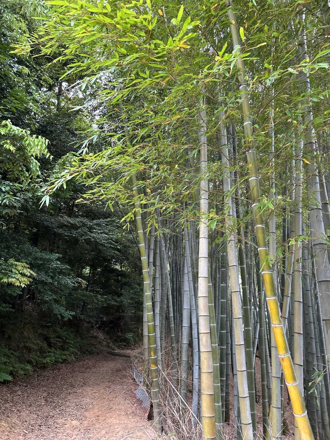 酒解神社-天王山 往復コースの写真