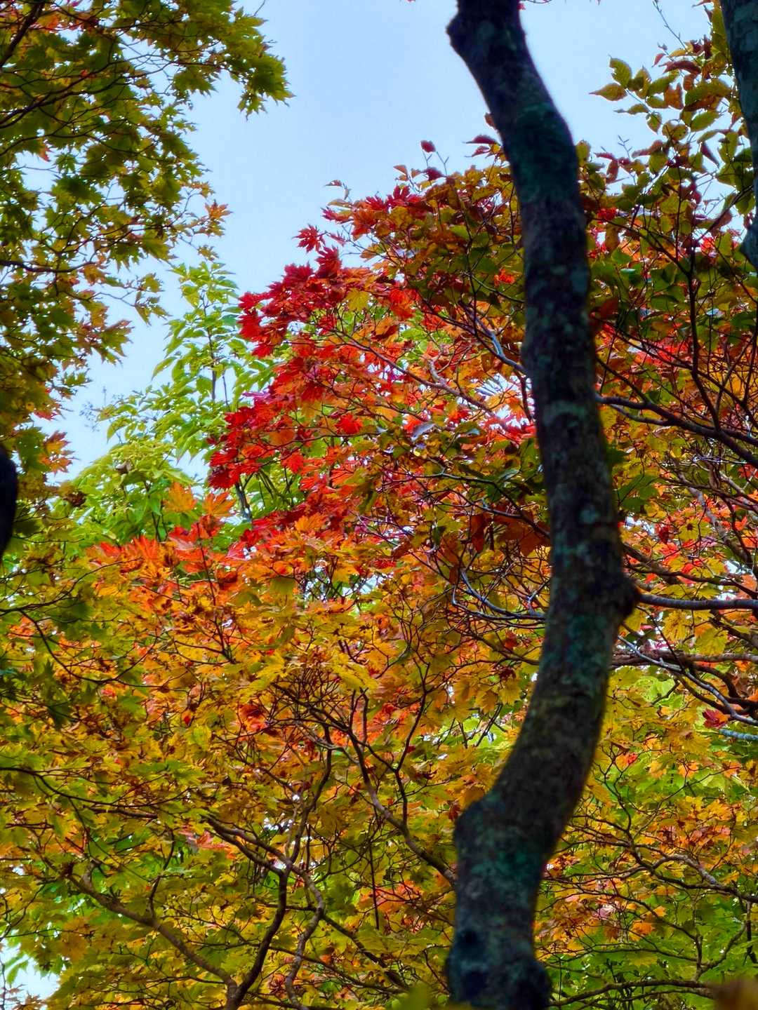 中腹あたりから色付きが良くなる