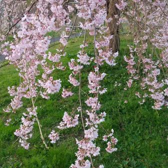 サトヤマ なおGー52