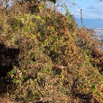 トトロのトンネル、実は間違いの道