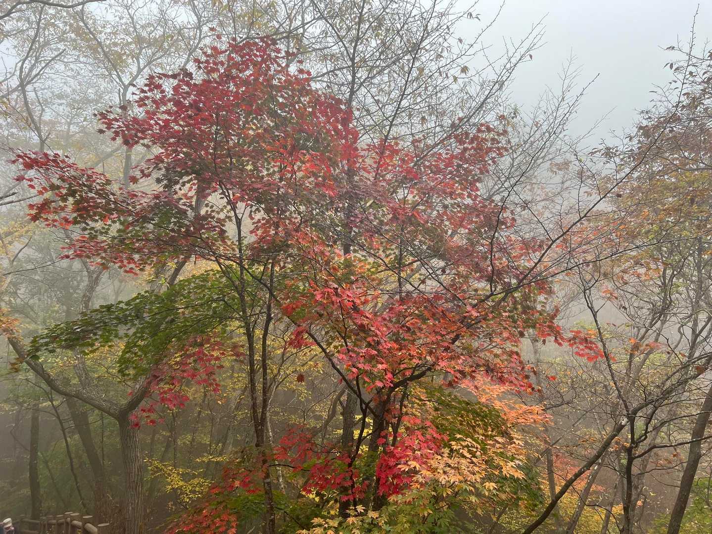 霊山登山口 往復コースの写真