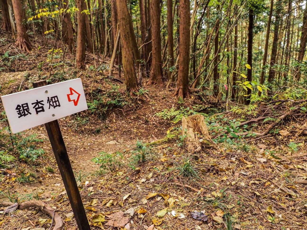 明星山 周回 | 秋は黄金に輝く銀杏畑が有名な久留米の低山の写真