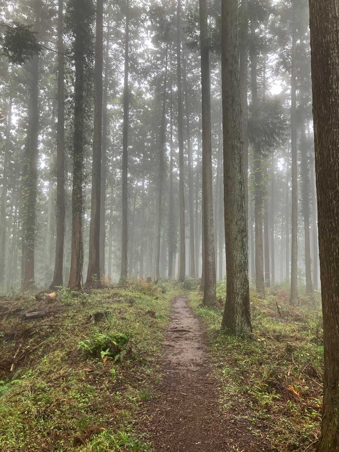 ここもなかなか良い杉林🤗