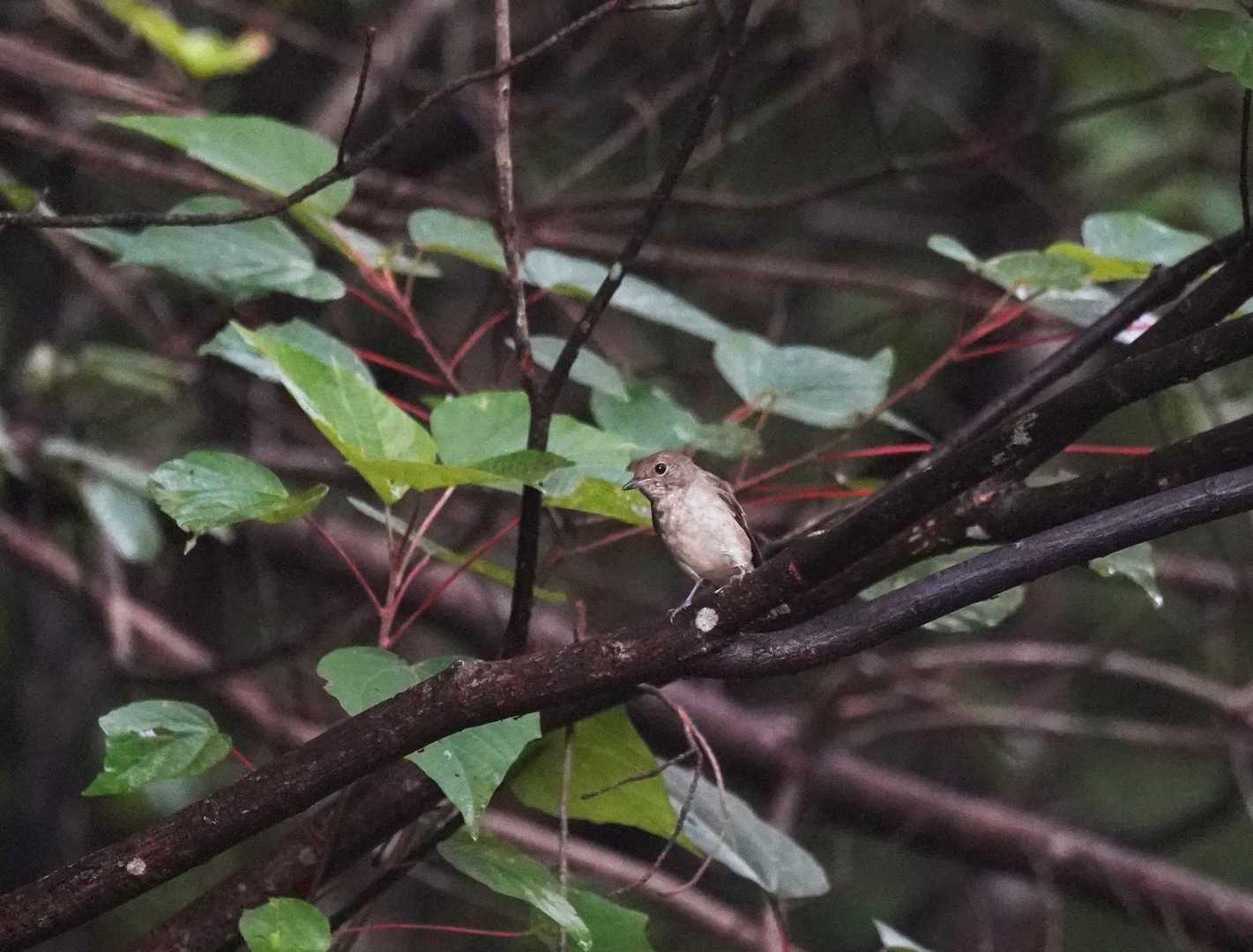 みなきちさんと歩き始めて、初めて🐦️さん撮れました。