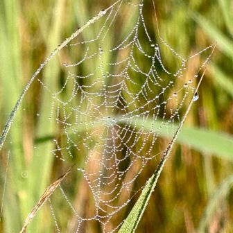 蜘蛛の巣の朝露ジュエリー💎🕸️