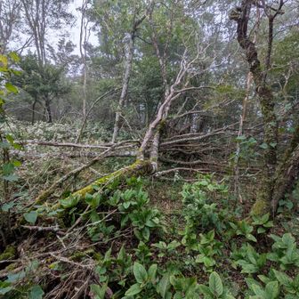 どこが山頂？名標はどこ？