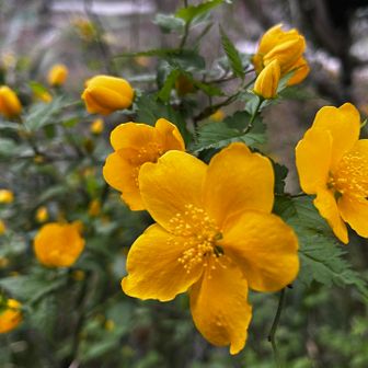 ヤマブキ 🧡✨️