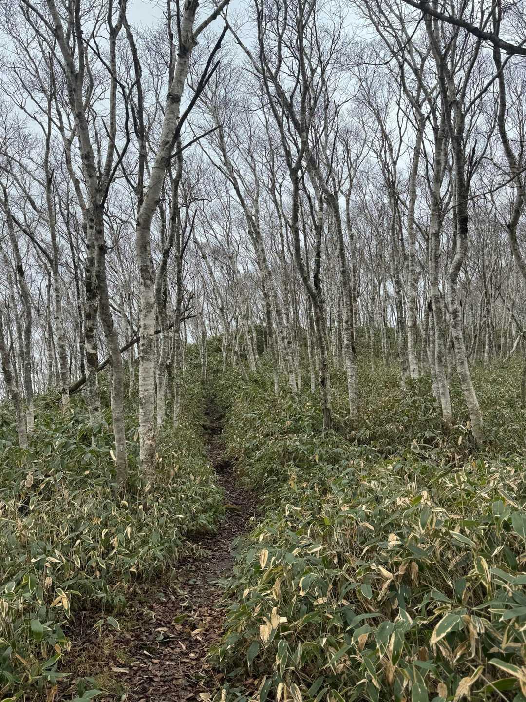 カムイヌプリ登山口-カムイヌプリ-奥カムイヌプリ 往復コースの写真