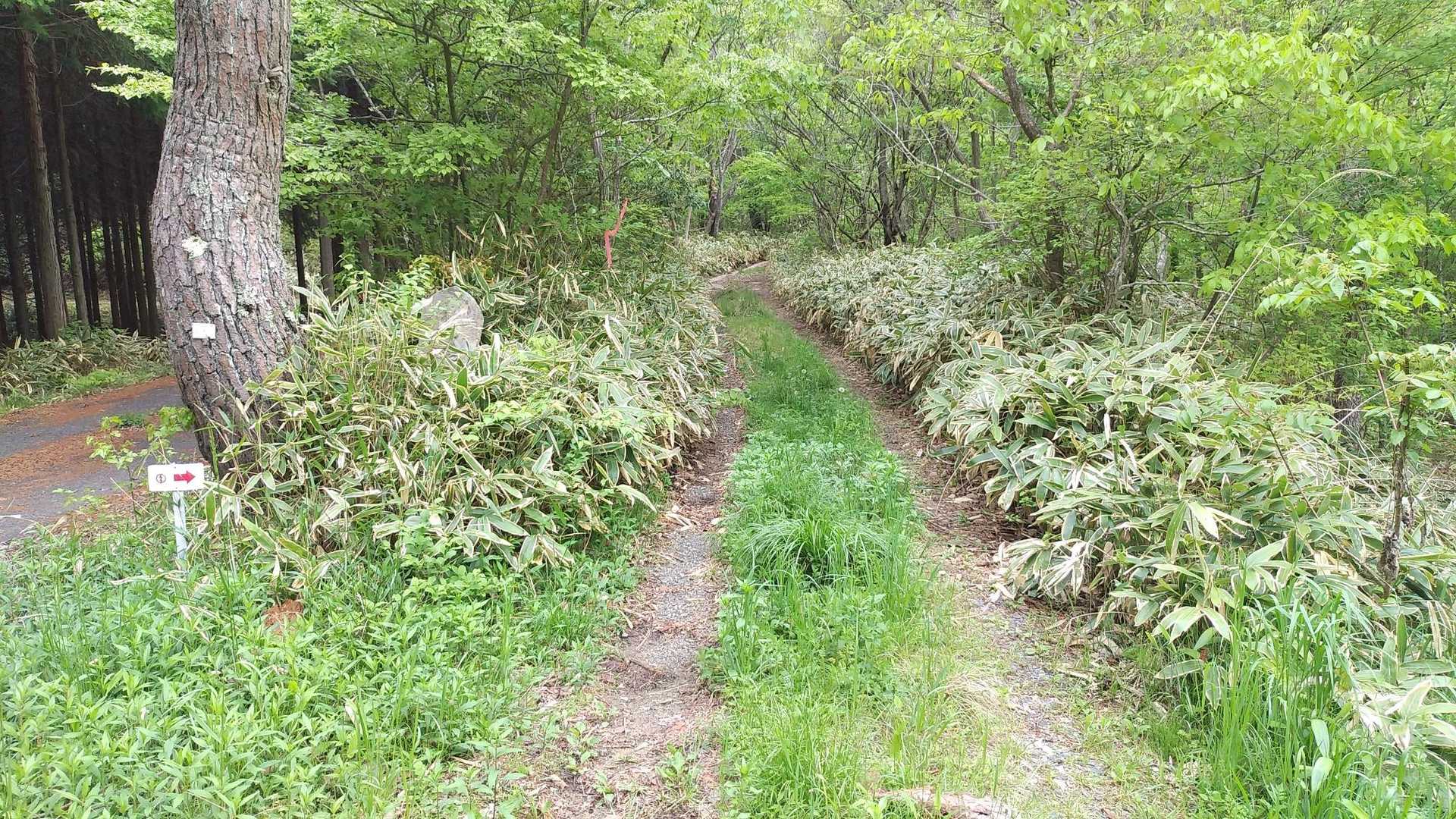 猪辻山 往復コースの写真