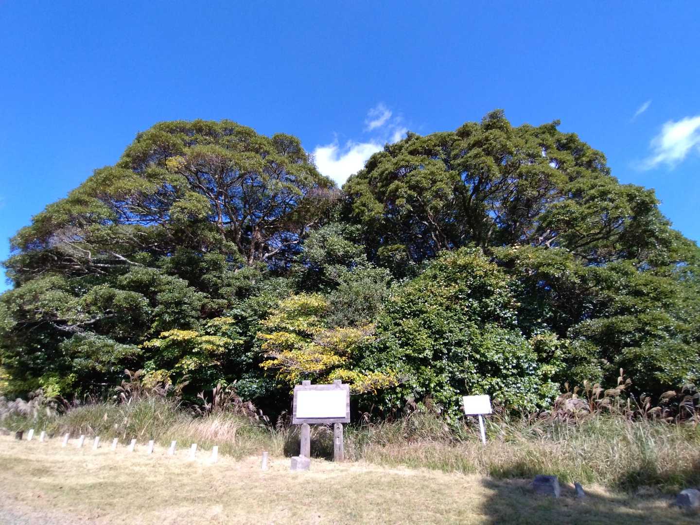 長者が森。