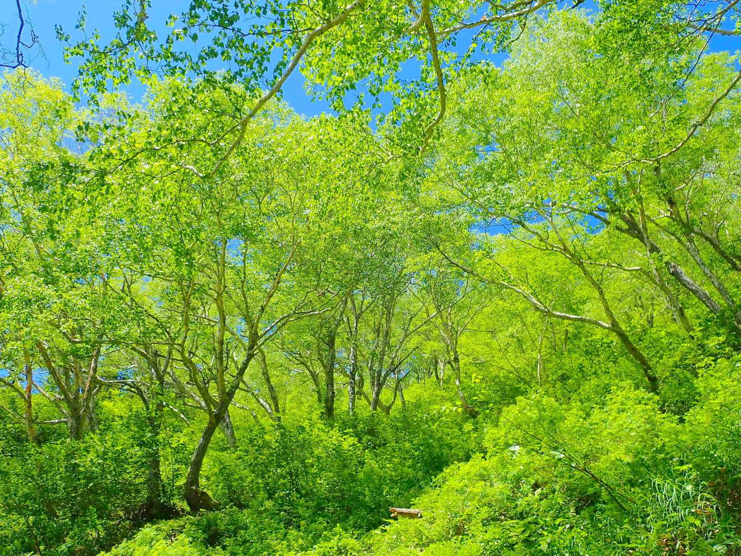 白沢登山口-大凪山-餓鬼岳 往復コースの写真