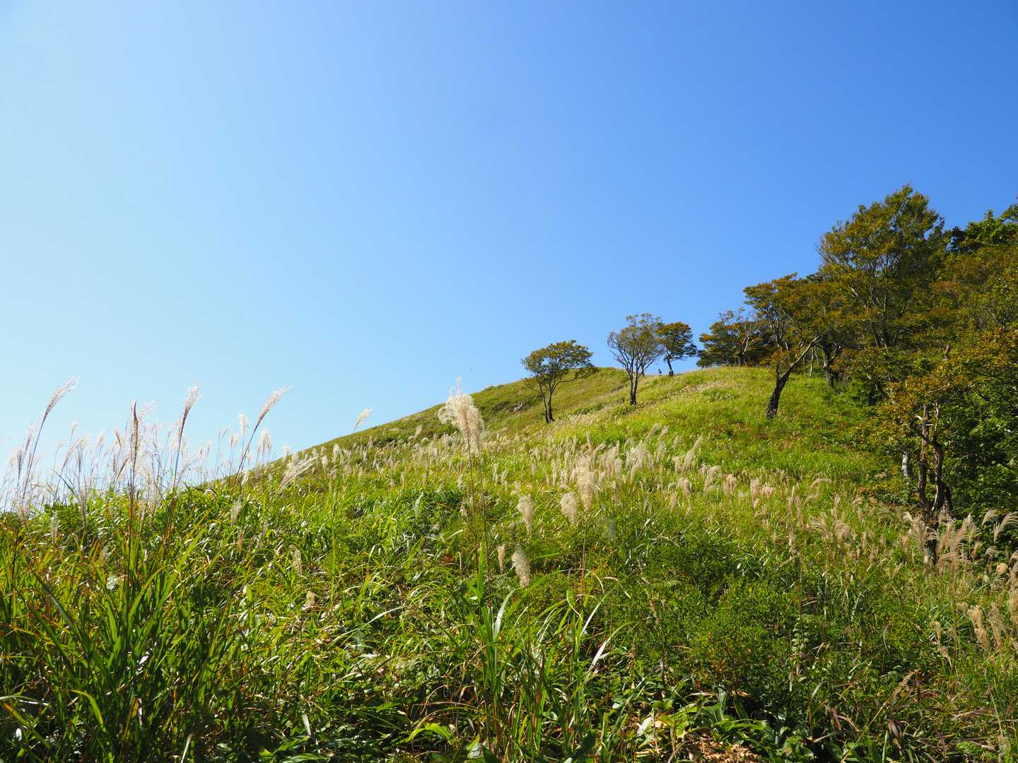 とはいえ、本当に久方ぶりの山歩きで、このあたりまで来ると、もう息もたえだえです。
