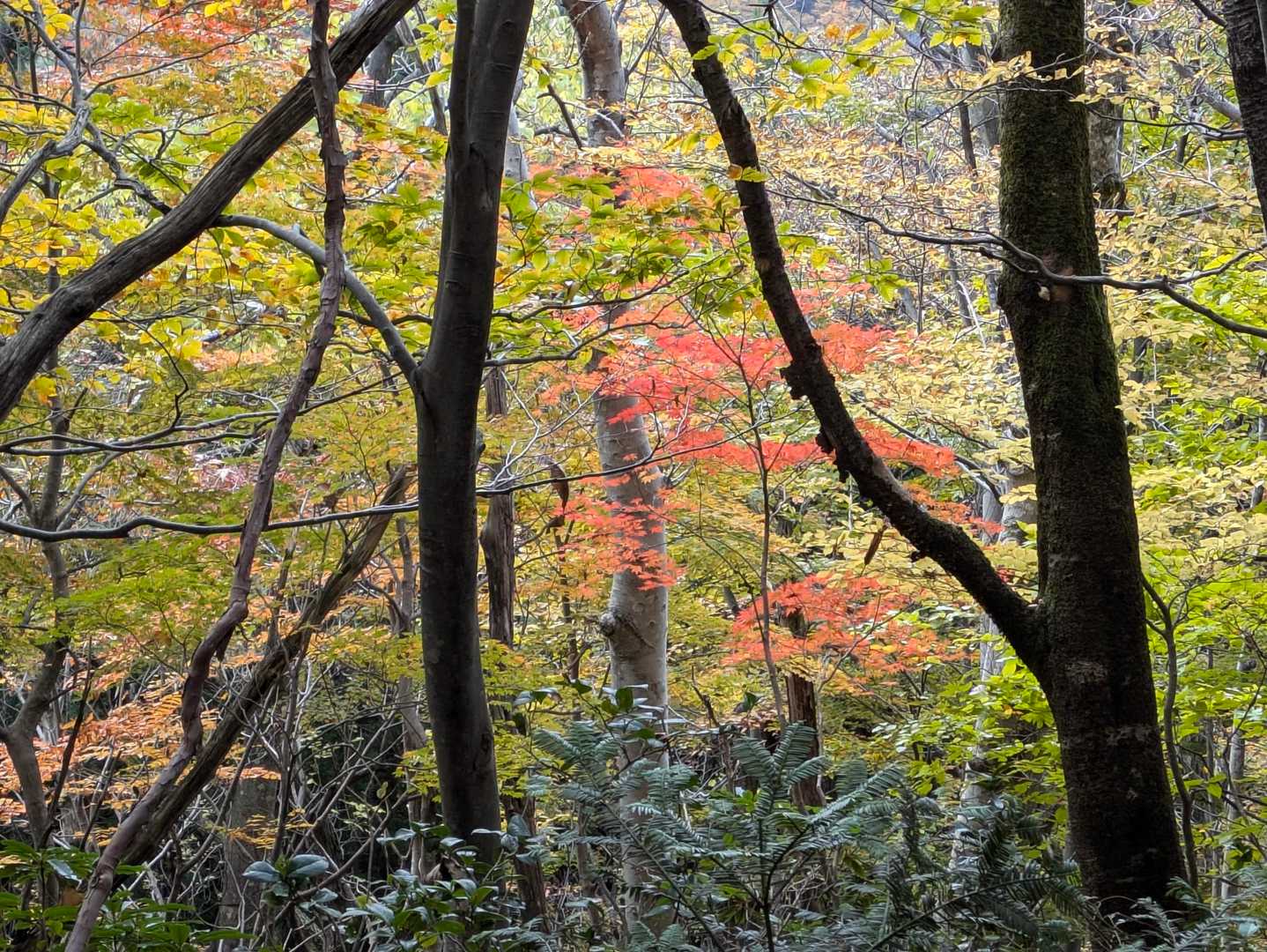 大蔵山-三五郎山-菅名岳 周回コースの写真